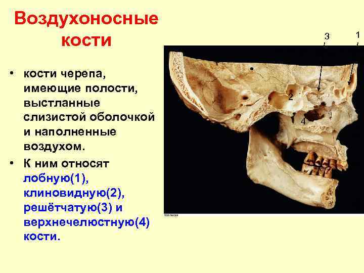 Воздухоносные кости • кости черепа, имеющие полости, выстланные слизистой оболочкой и наполненные воздухом. •