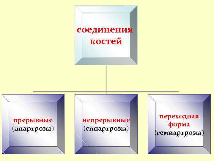 соединения костей прерывные (диартрозы) непрерывные (синартрозы) переходная форма (гемиартрозы) 