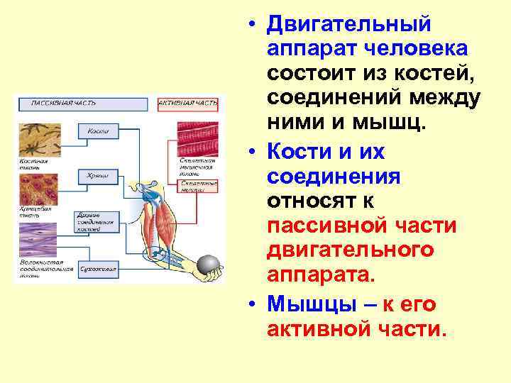 Функции аппарата движения