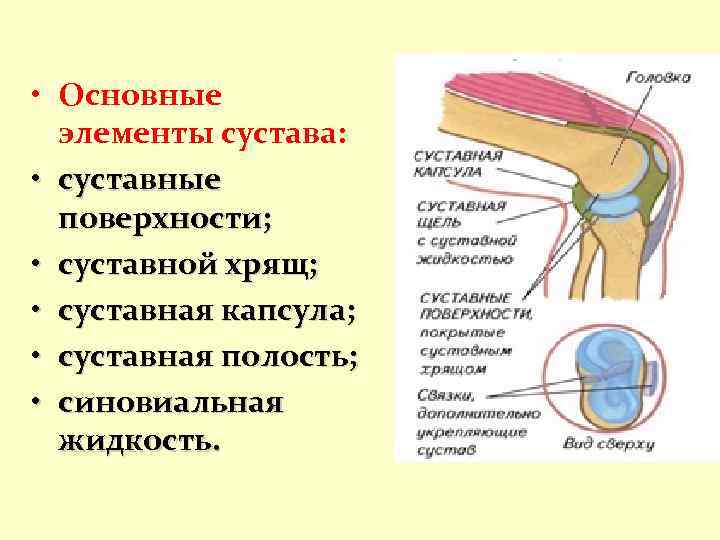 Суставная капсула