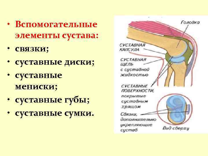 Суставы схема корнилова