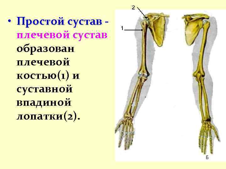 2 • Простой сустав плечевой сустав образован плечевой костью(1) и суставной впадиной лопатки(2). 1