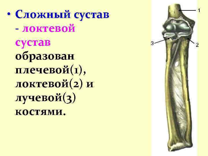  • Сложный сустав - локтевой сустав образован плечевой(1), локтевой(2) и лучевой(3) костями. 1