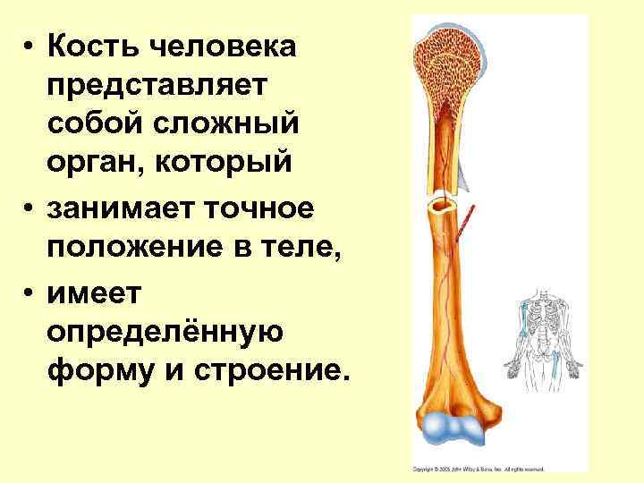  • Кость человека представляет собой сложный орган, который • занимает точное положение в