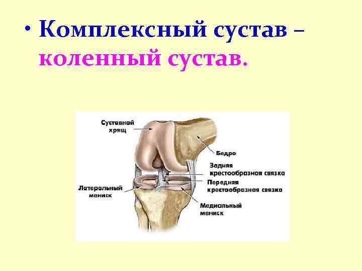  • Комплексный сустав – коленный сустав. 