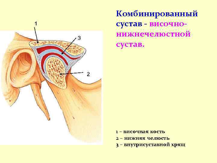 Комбинированный сустав - височнонижнечелюстной сустав. 1 3 2 1 – височная кость 2 –