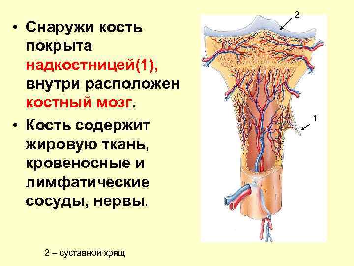 Кости содержат