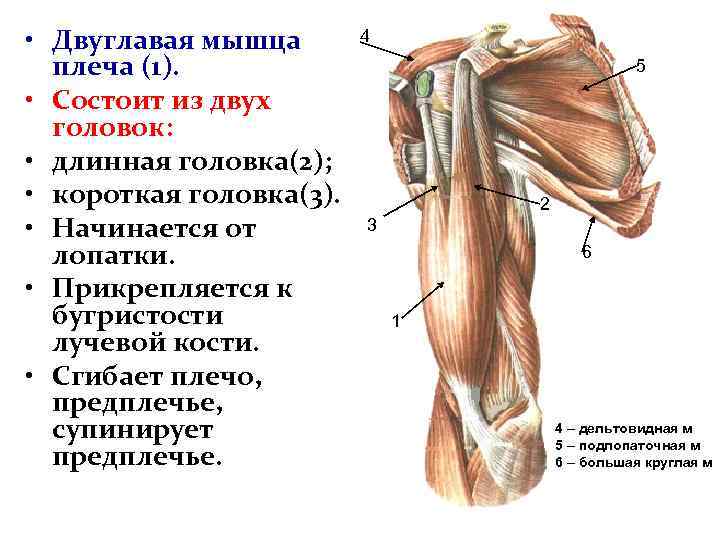 Как понять крепление бицепса. Длинная головка двуглавой мышцы плеча анатомия. Крепление двуглавой мышцы плеча. Функция двуглавой мышцы плеча бицепса. Бицепс плеча анатомия мышцы.