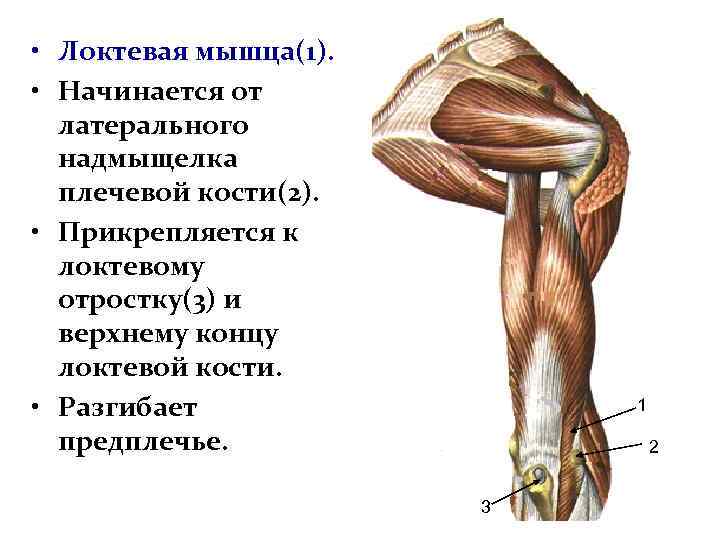 Связки прикрепленные к костям. Трехглавая и локтевая мышца плеча. Локтевая мышца функции. Мышцы прикрепленные к плечевой кости. Локтевая мышца плеча анатомия.