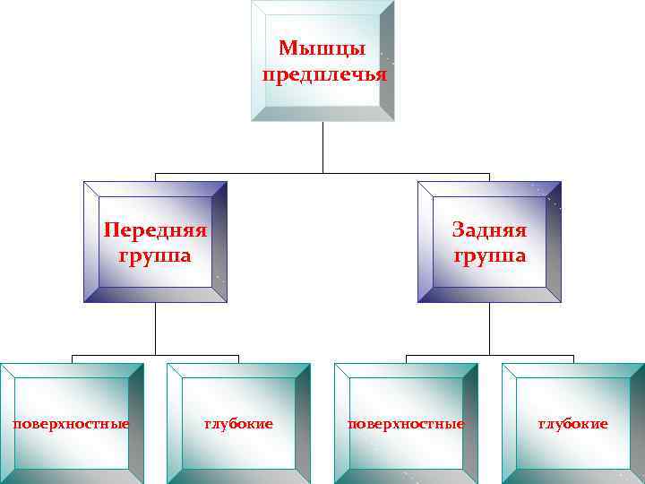 Мышцы предплечья Передняя группа поверхностные глубокие Задняя группа поверхностные глубокие 