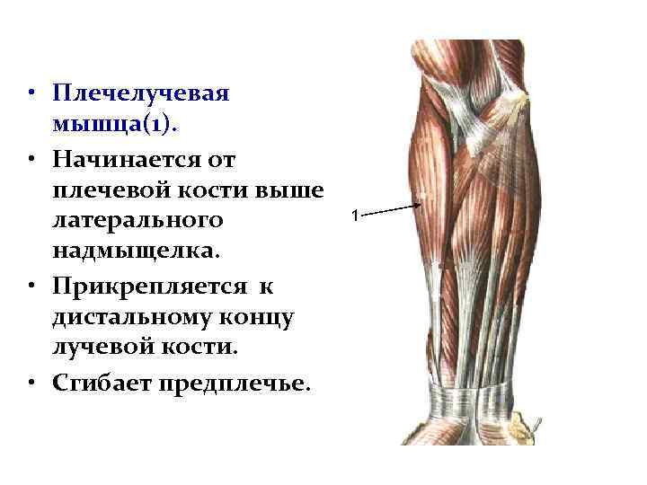  • Плечелучевая мышца(1). • Начинается от плечевой кости выше латерального надмыщелка. • Прикрепляется