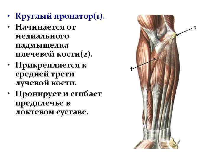 Круглый пронатор фото