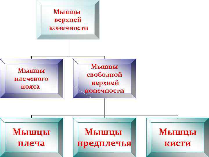 Мышцы верхней конечности Мышцы плечевого пояса Мышцы свободной верхней конечности Мышцы плеча Мышцы предплечья