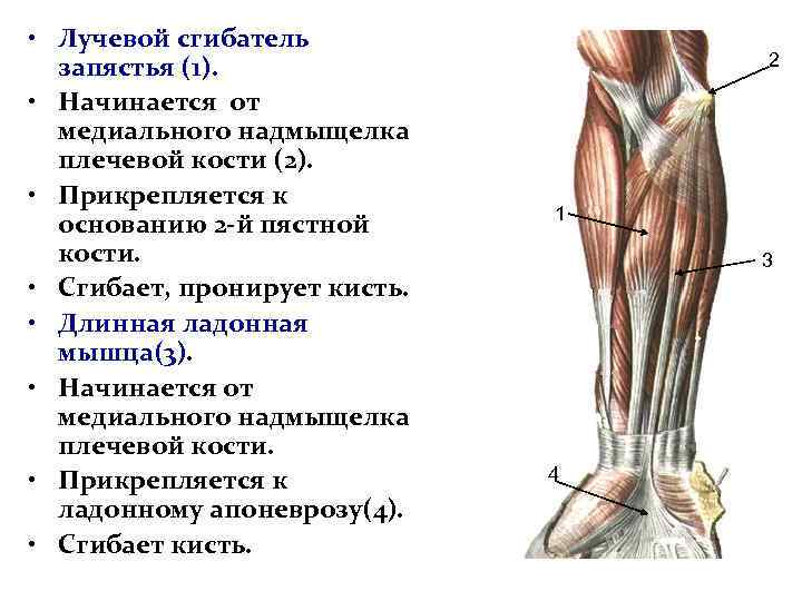 Лучевой сгибатель кисти