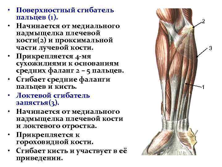  • Поверхностный сгибатель пальцев (1). • Начинается от медиального надмыщелка плечевой кости(2) и