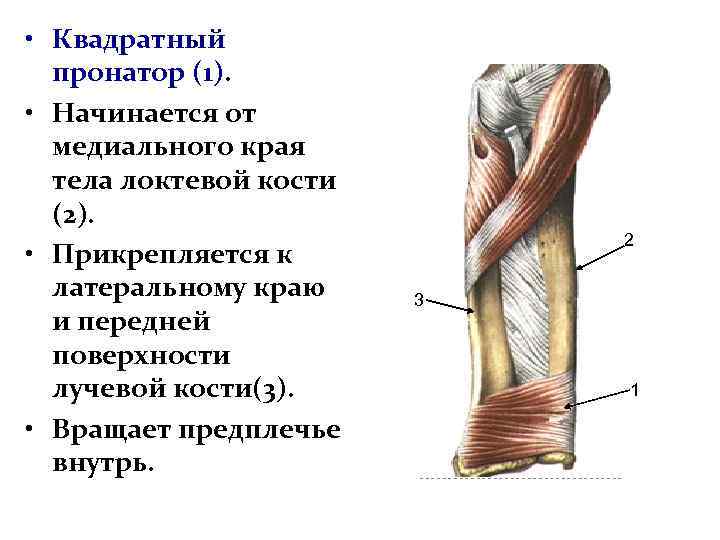 Круглый пронатор фото