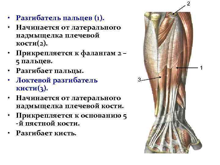 Разгибатели кисти. Мышцы разгибатели кисти и пальцев. Общий разгибатель пальцев кисти. Мышцы верхней конечности разгибатель пальцев. Разгибатель кисти мышца функции.