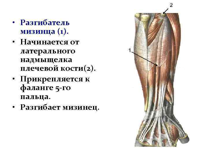 2 • Разгибатель мизинца (1). • Начинается от латерального надмыщелка плечевой кости(2). • Прикрепляется