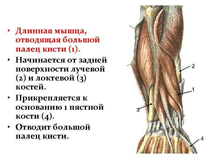  • Длинная мышца, отводящая большой палец кисти (1). • Начинается от задней поверхности