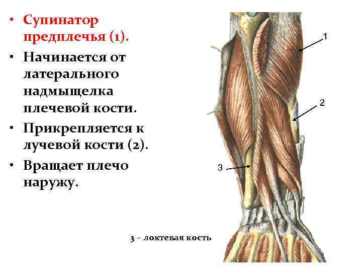 Латеральный надмыщелок