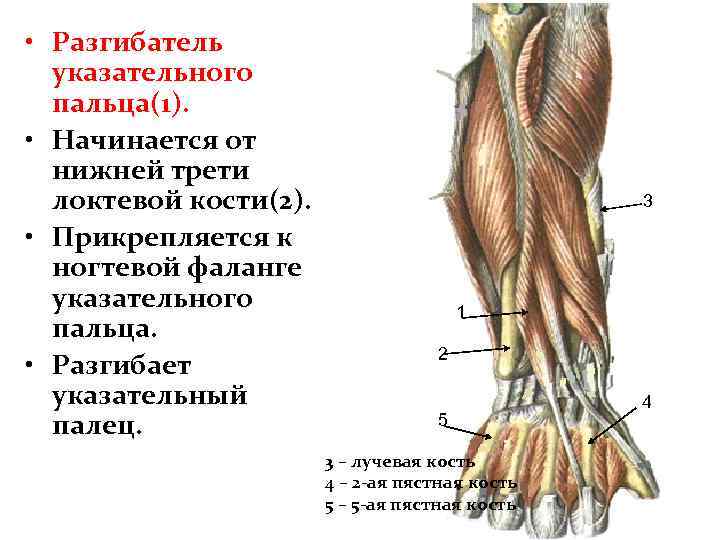 Локтевая ямка