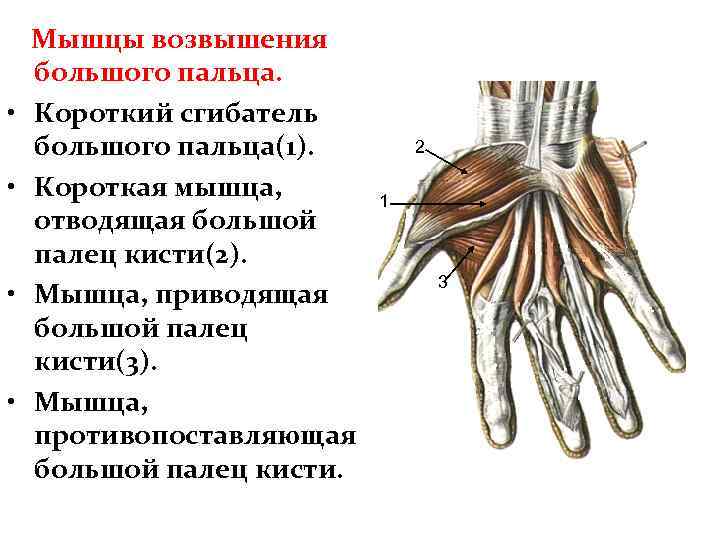 Мышцы кисти анатомия презентация