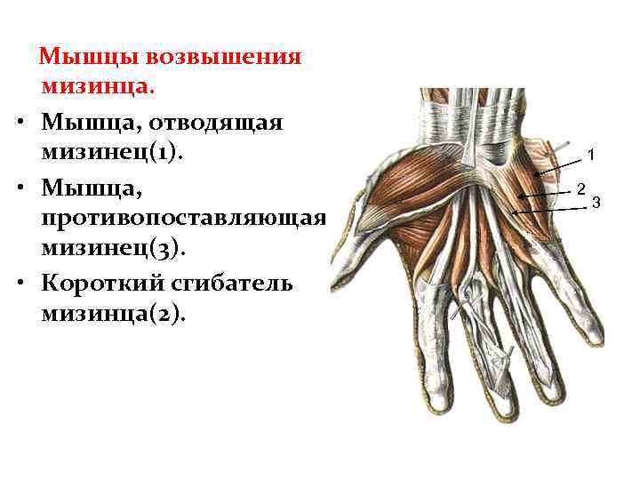 Мышцы кисти анатомия презентация