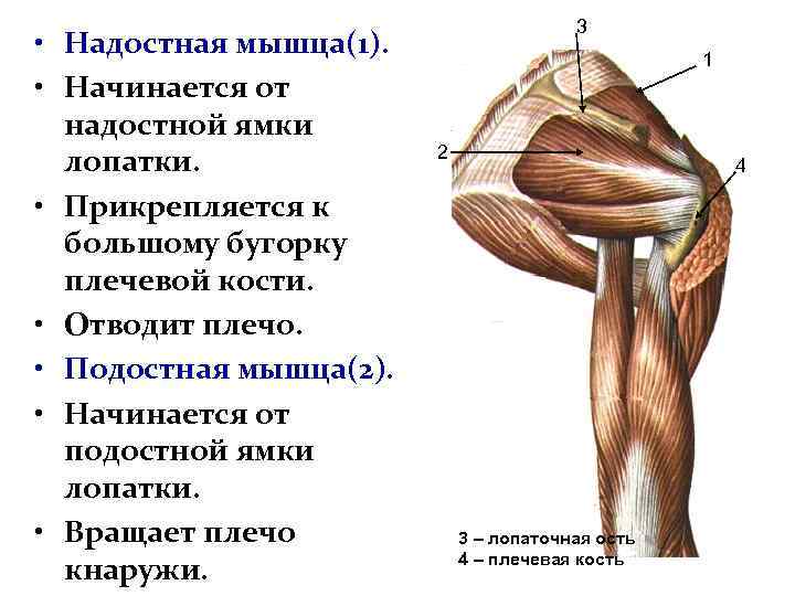 Надостная мышца фото где находится