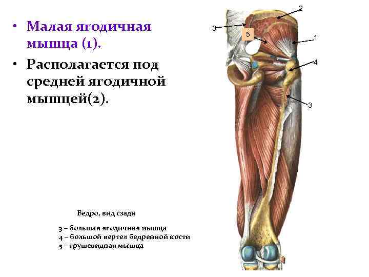 2 • Малая ягодичная мышца (1). • Располагается под средней ягодичной мышцей(2). Бедро, вид