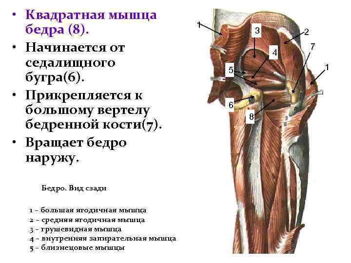  • Квадратная мышца бедра (8). • Начинается от седалищного бугра(6). • Прикрепляется к