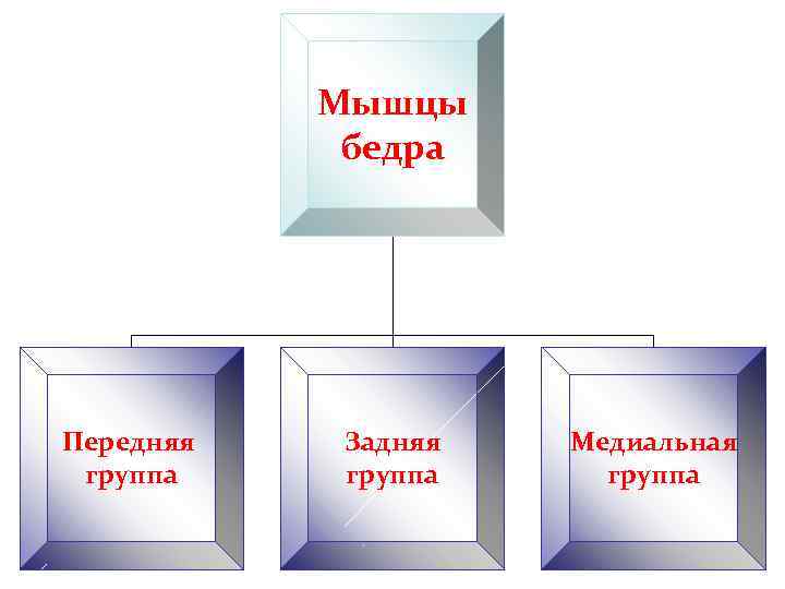 Мышцы бедра Передняя группа Задняя группа Медиальная группа 