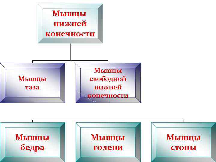 Мышцы нижней конечности Мышцы таза Мышцы свободной нижней конечности Мышцы бедра Мышцы голени Мышцы