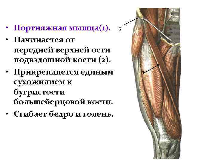  • Портняжная мышца(1). • Начинается от передней верхней ости подвздошной кости (2). •