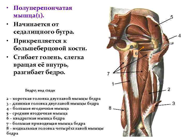  • Полуперепончатая мышца(1). • Начинается от седалищного бугра. • Прикрепляется к большеберцовой кости.