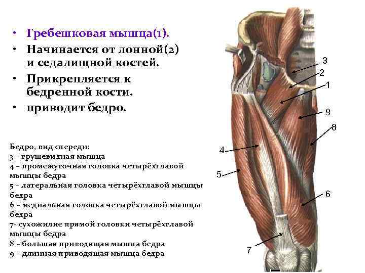  • Гребешковая мышца(1). • Начинается от лонной(2) и седалищной костей. • Прикрепляется к