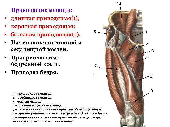 10 • • • Приводящие мышцы: длинная приводящая(1); короткая приводящая; большая приводящая(2). Начинаются от