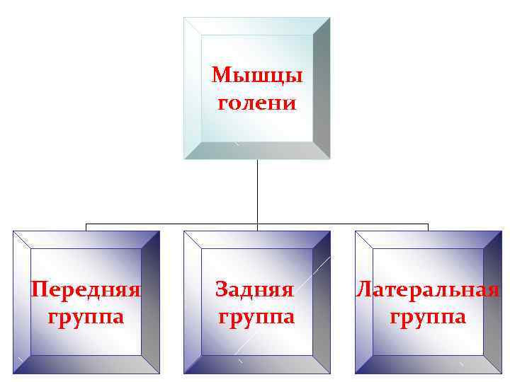 Мышцы голени Передняя группа Задняя группа Латеральная группа 