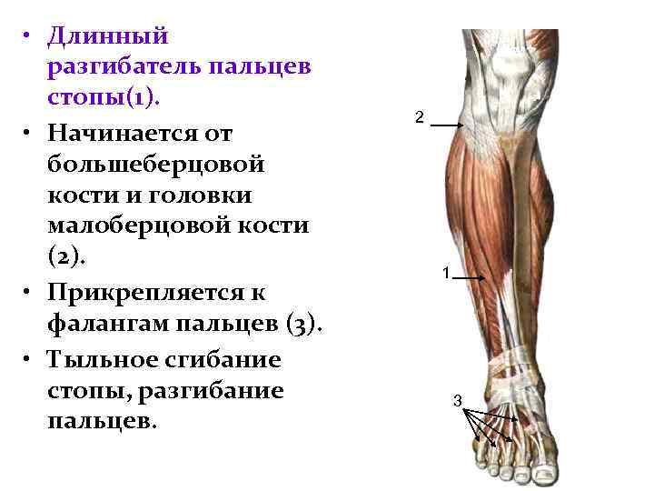  • Длинный разгибатель пальцев стопы(1). • Начинается от большеберцовой кости и головки малоберцовой