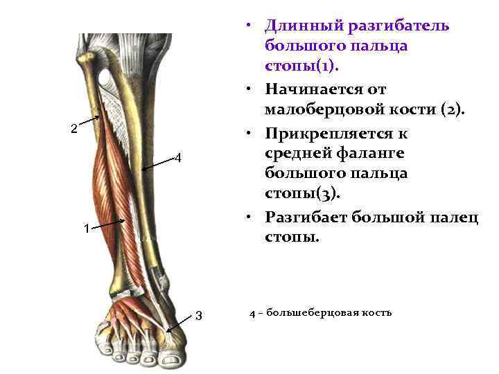 • Длинный разгибатель большого пальца стопы(1). • Начинается от малоберцовой кости (2). •