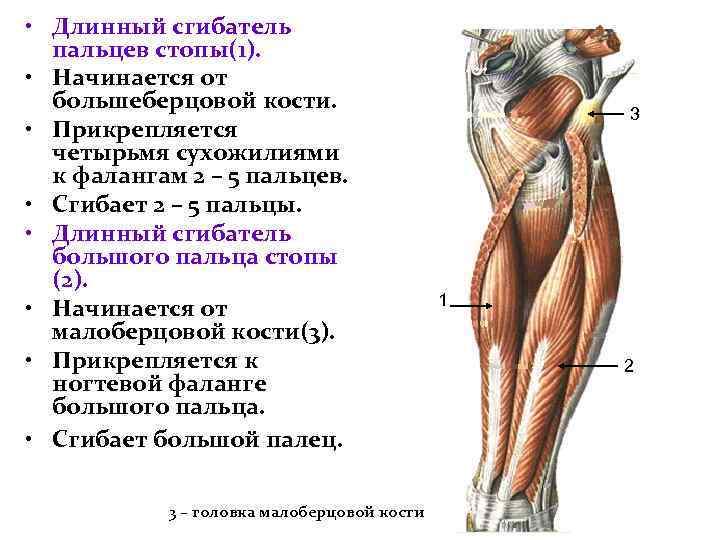  • Длинный сгибатель пальцев стопы(1). • Начинается от большеберцовой кости. • Прикрепляется четырьмя