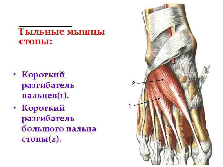 Тыльные мышцы стопы: • Короткий разгибатель пальцев(1). • Короткий разгибатель большого пальца стопы(2). 2