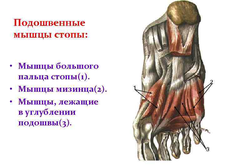 Подошвенные мышцы стопы: • Мышцы большого пальца стопы(1). • Мышцы мизинца(2). • Мышцы, лежащие