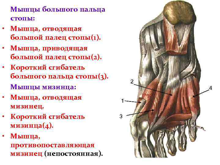 Картинка мышцы стопы