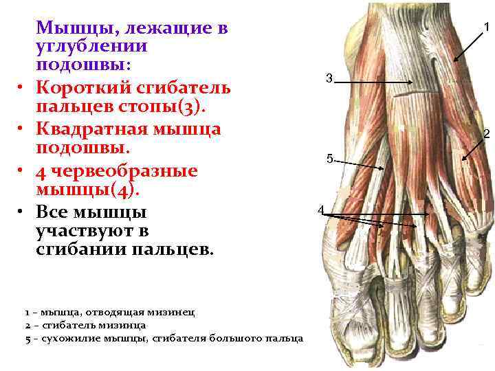  • • Мышцы, лежащие в углублении подошвы: Короткий сгибатель пальцев стопы(3). Квадратная мышца