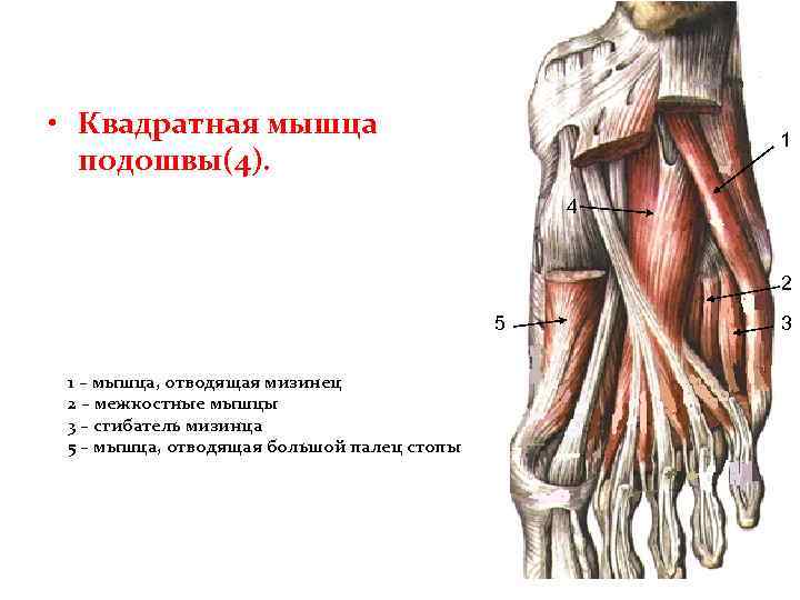  • Квадратная мышца подошвы(4). 1 4 2 5 1 – мышца, отводящая мизинец