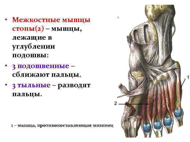  • Межкостные мышцы стопы(2) – мышцы, лежащие в углублении подошвы: • 3 подошвенные