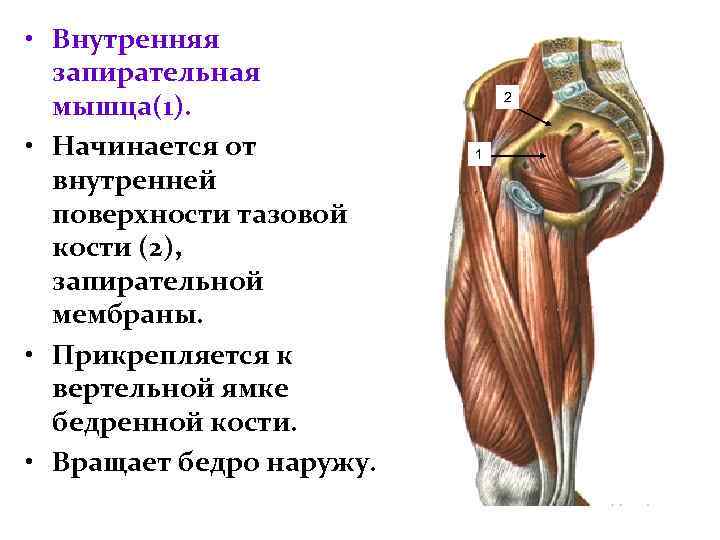  • Внутренняя запирательная мышца(1). • Начинается от внутренней поверхности тазовой кости (2), запирательной