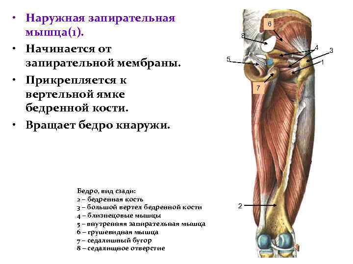 Грушевидная мышца где расположена у человека фото