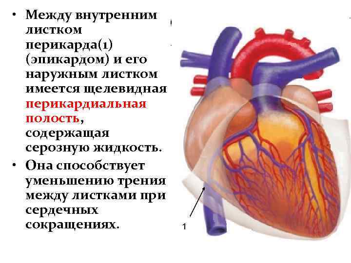 Жидкость между. Внутренний листок перикарда. Между внутренним и наружными листками перикарда имеется. Внутренний листок околосердечной сумки.