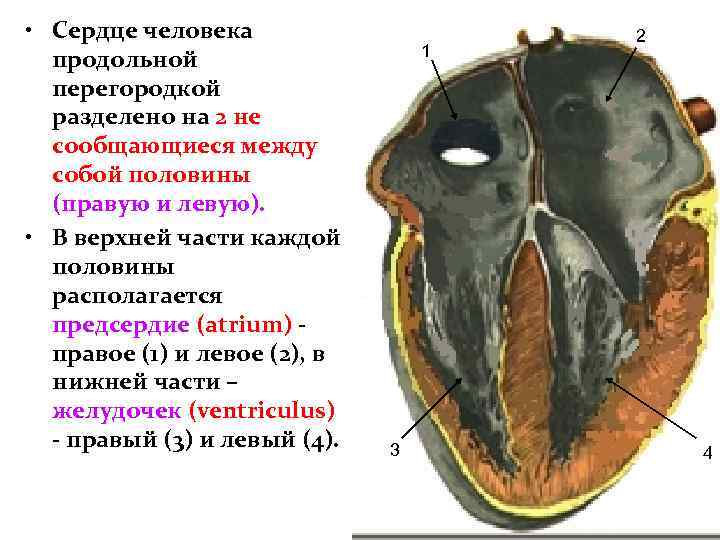  • Сердце человека продольной перегородкой разделено на 2 не сообщающиеся между собой половины